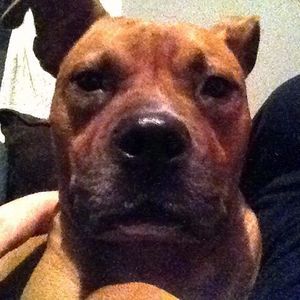 Meet your Posher, Scooby